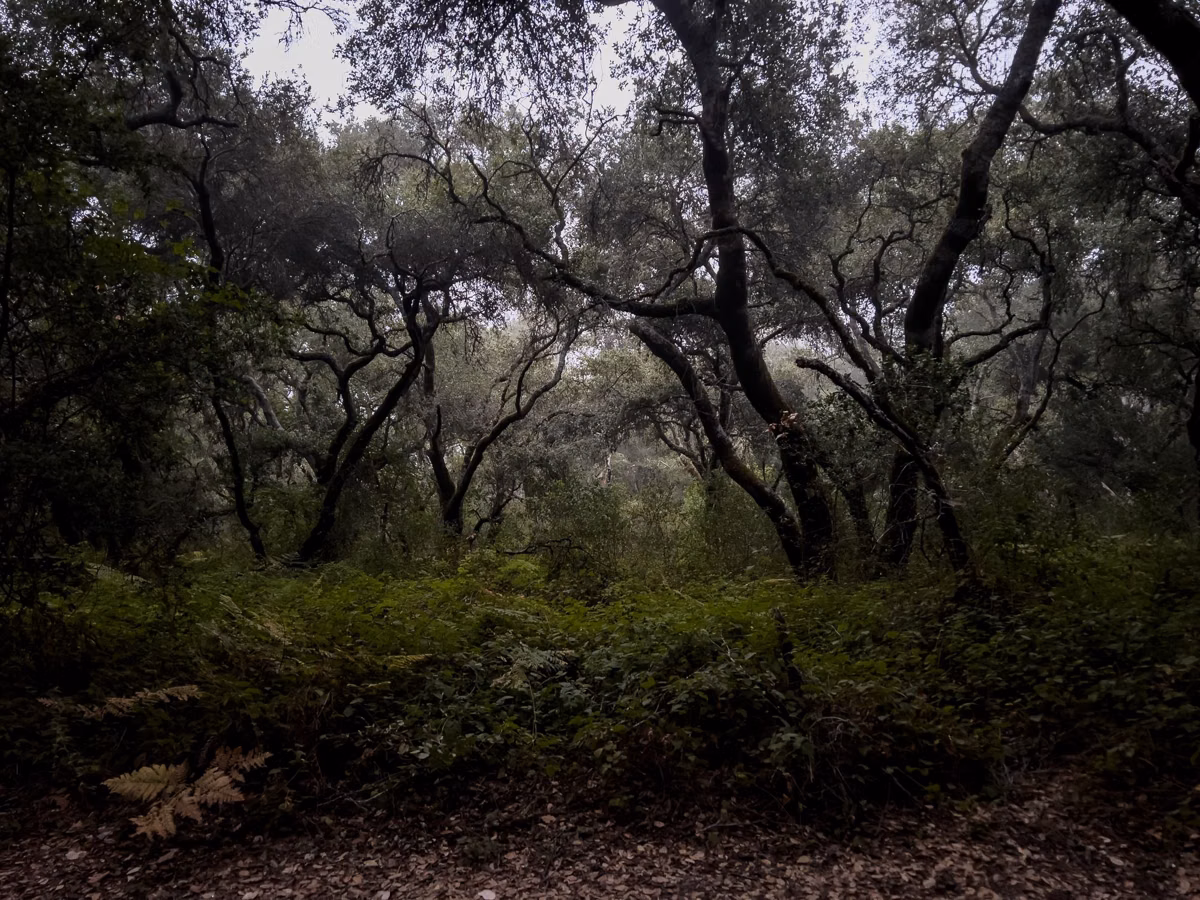 Morning in the woodland of Henry Cowell Redwoods State Park